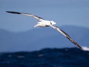 Полет королевского альбатроса